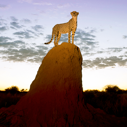 Cheeta on top of a Termite Mound