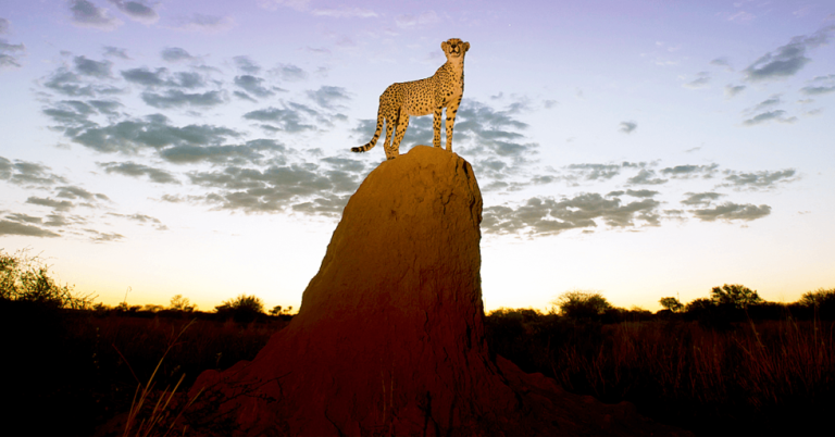 Cheeta on top of a Termite Mound
