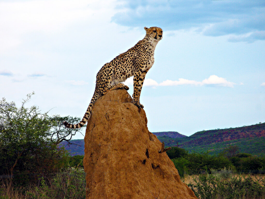 Cheetah on termite mound