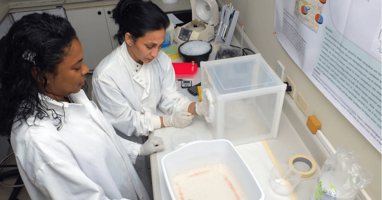 Scientists in Jamaica researching mosquitoes