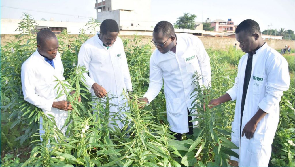 A group of researchers of the Université d’Abomey-Calavi (UAC) , out in the fields, analyzing plants growth